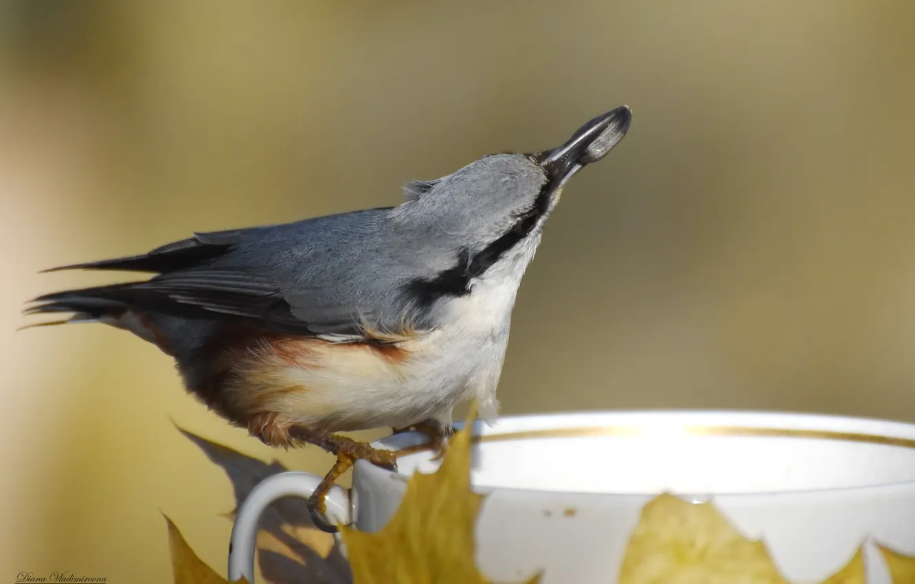 Photo wallpaper bird, photohunt, nuthatch, autumn