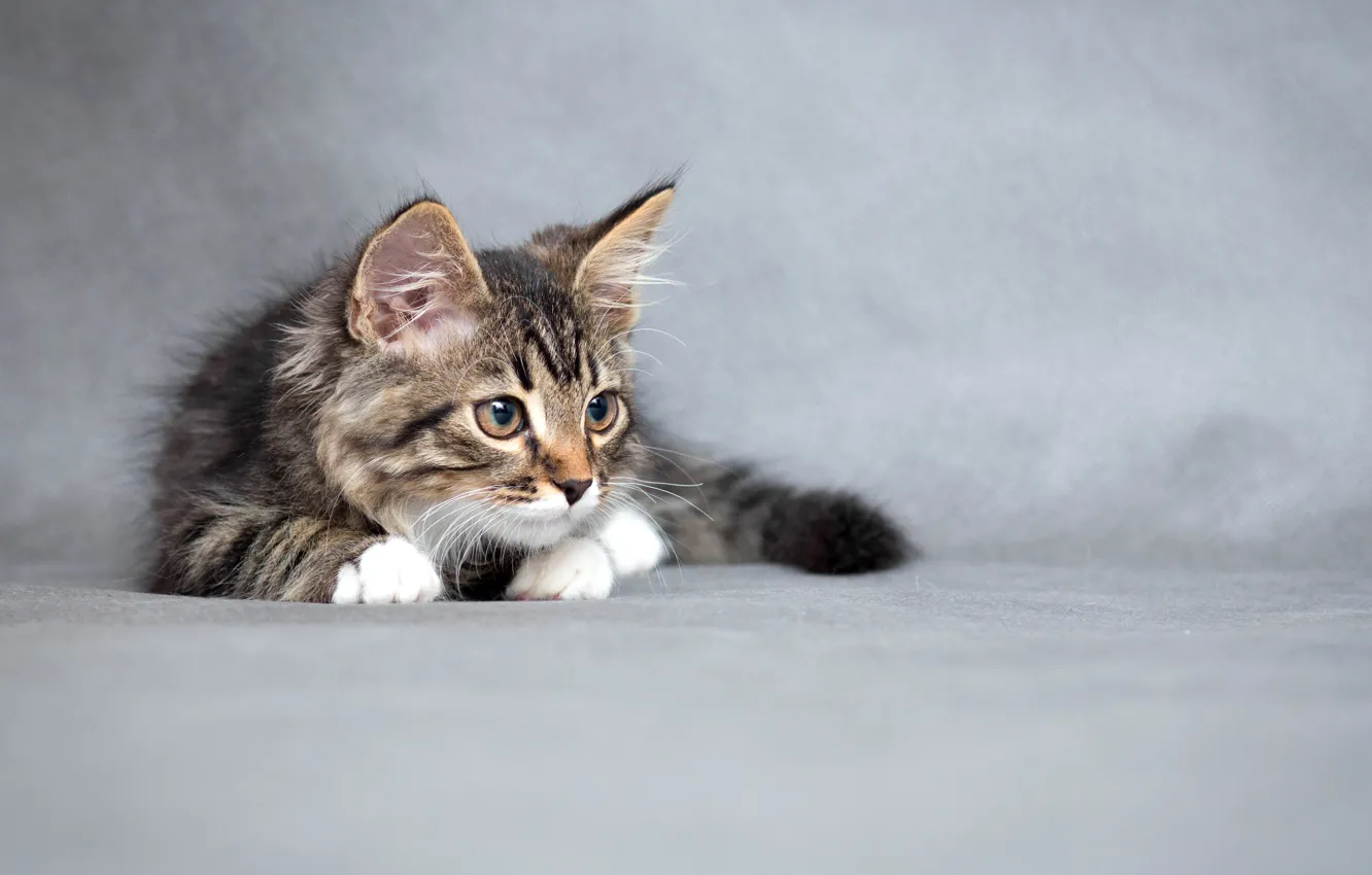 Photo wallpaper kitty, fluffy, small