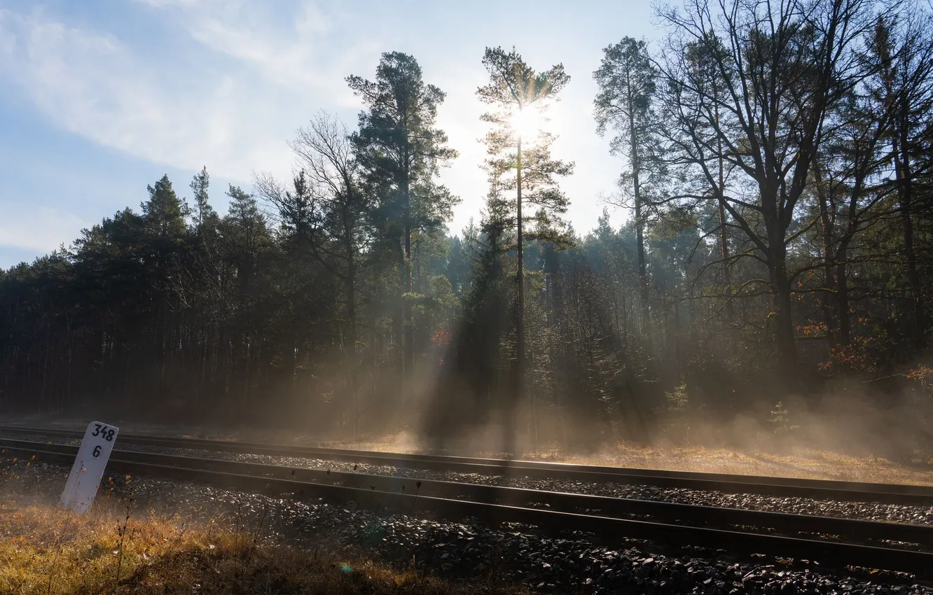 Photo wallpaper nature, rays, morning