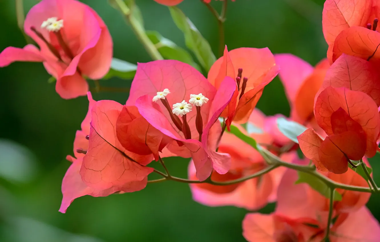 Photo wallpaper flowers, background, Azalea, rhododendrons