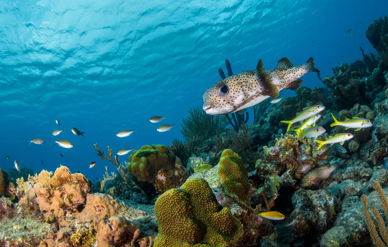 Photo wallpaper sea, fish, corals