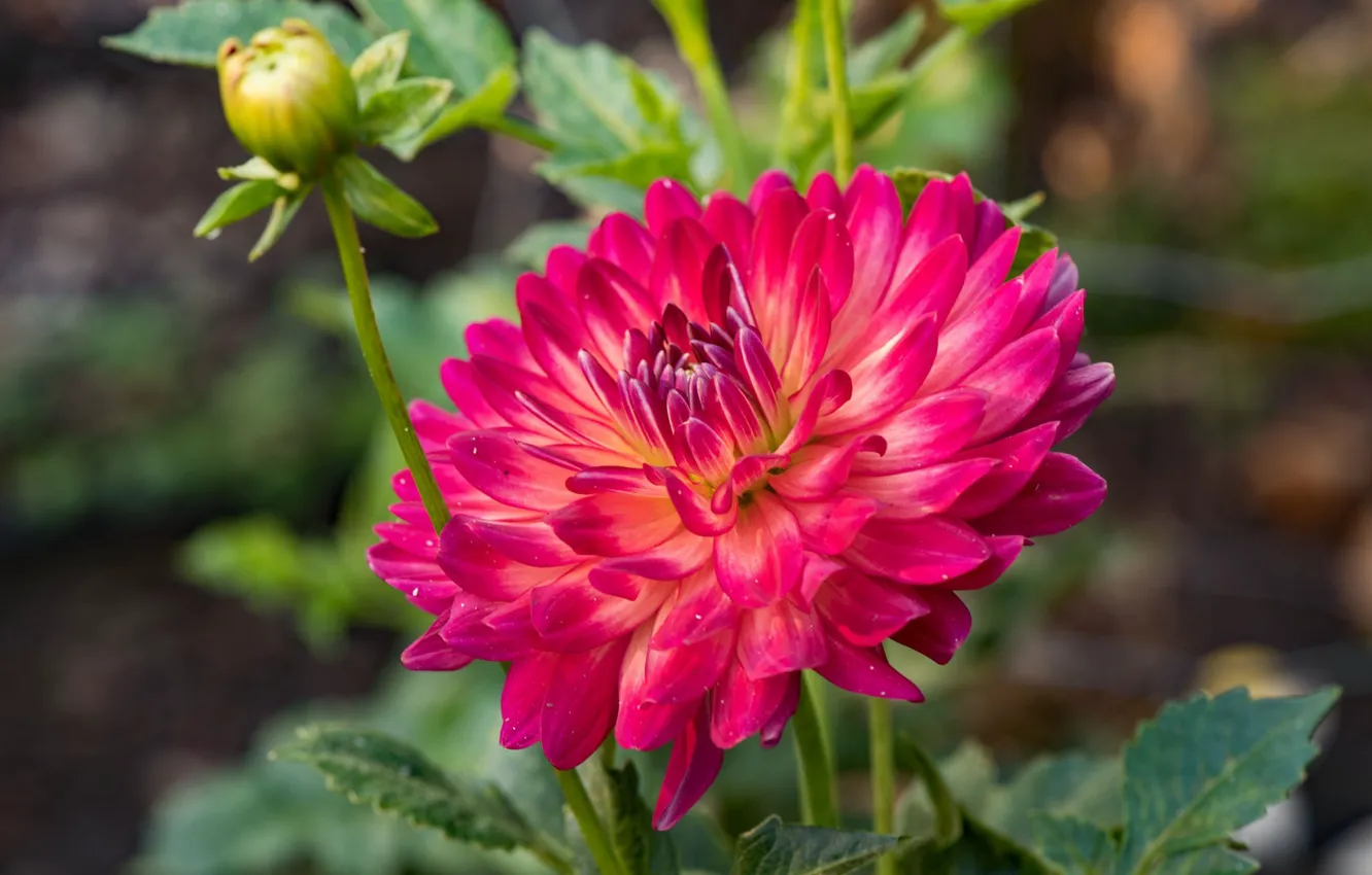 Photo wallpaper summer, flowers, buds, flowering, dahlias