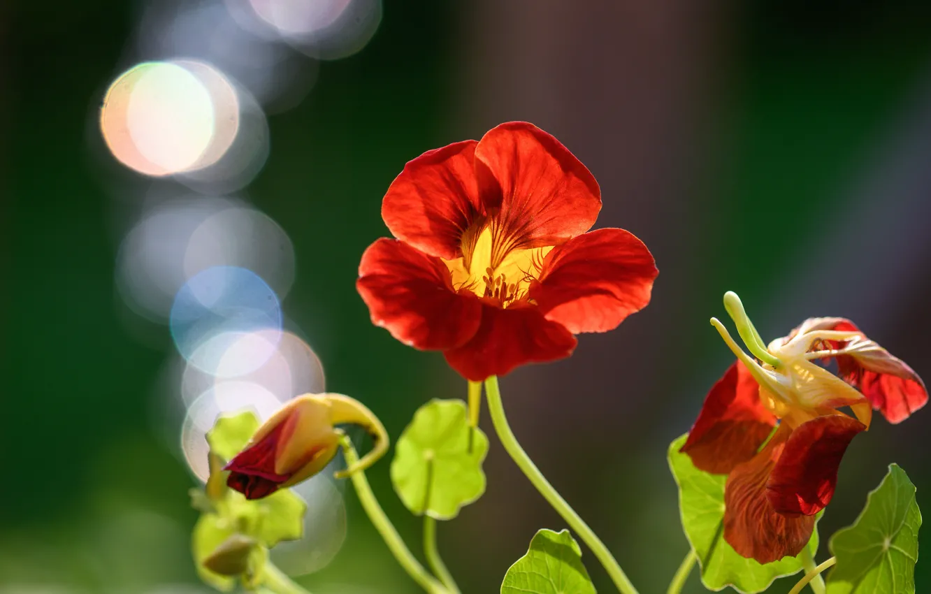 Photo wallpaper flowers, red, bokeh, nasturtium