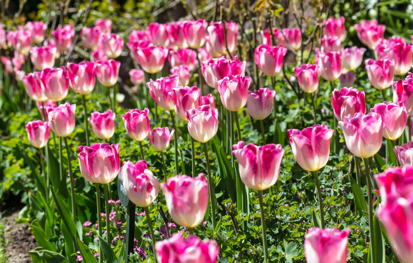 Photo wallpaper greens, light, flowers, spring, tulips, pink, buds, flowerbed