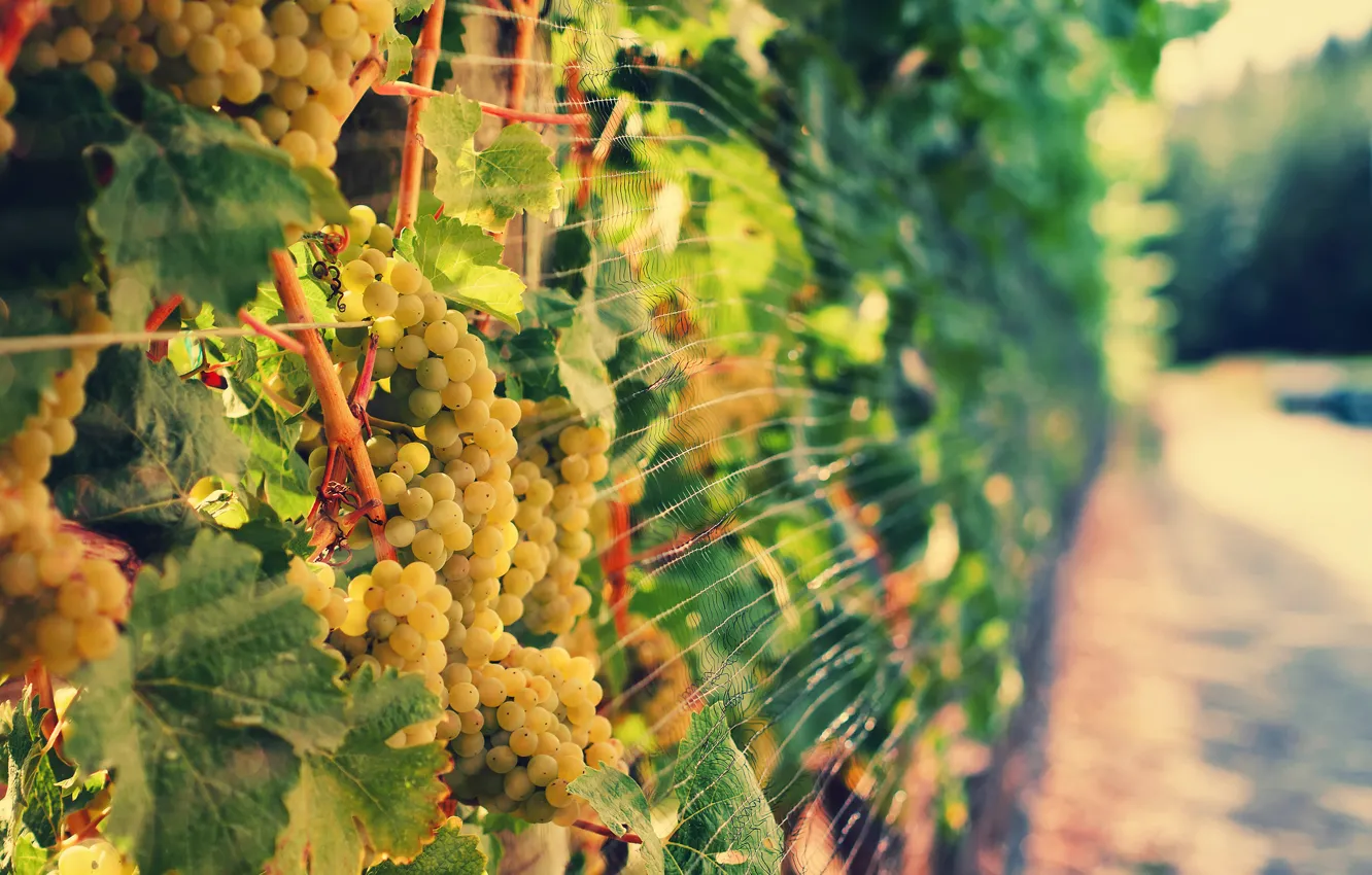 Photo wallpaper light, grapes, vineyard, bokeh, vine