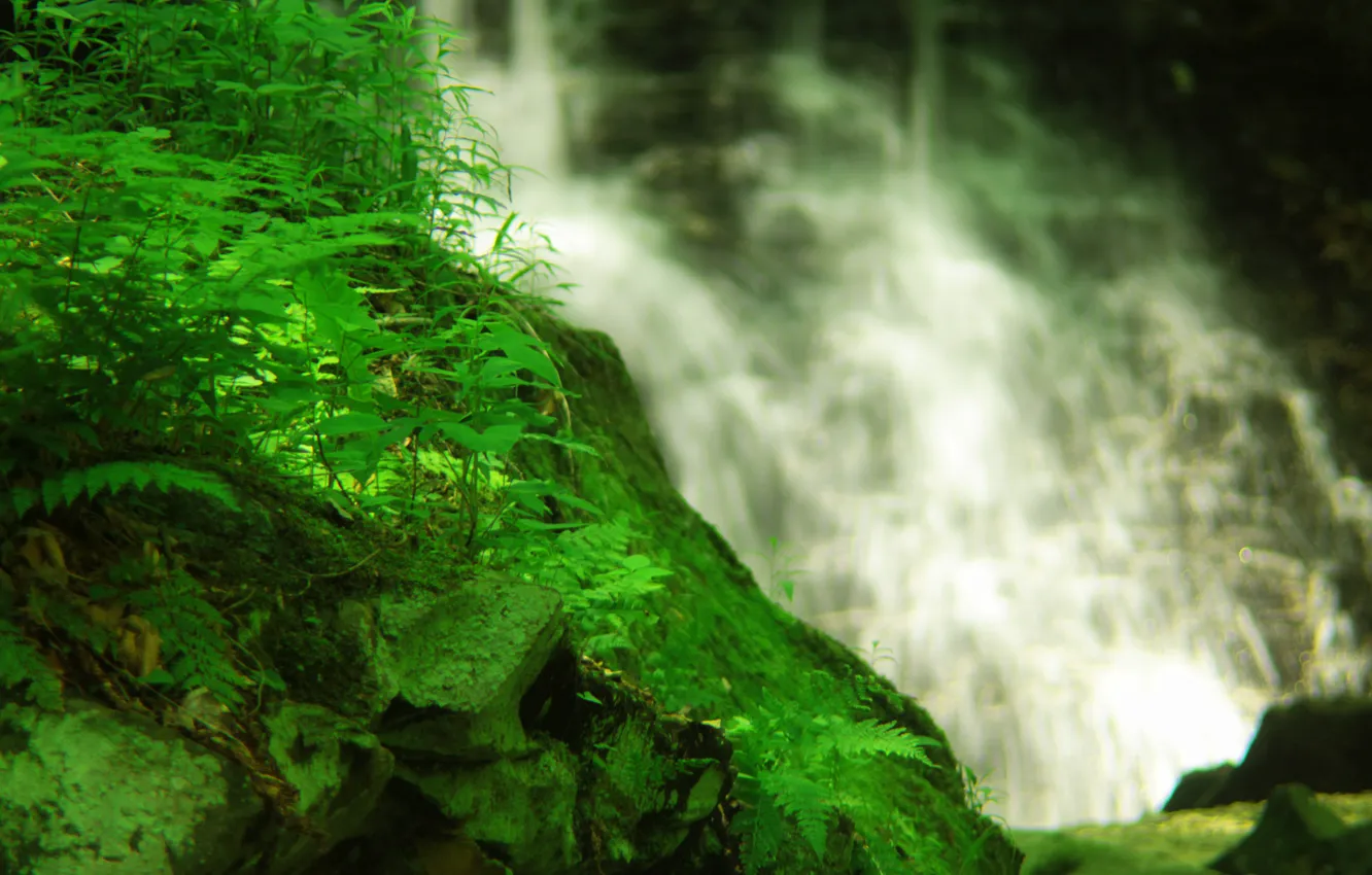 Photo wallpaper greens, grass, water, rock, waterfall, moss, plants