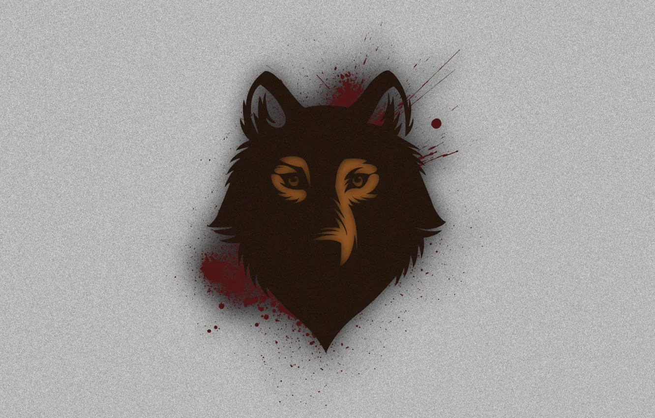 Photo wallpaper look, background, wolf, head