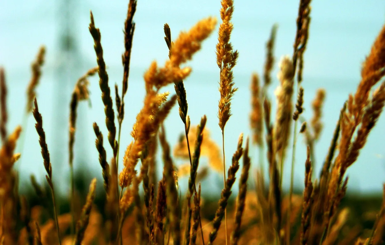 Photo wallpaper field, grain, ears
