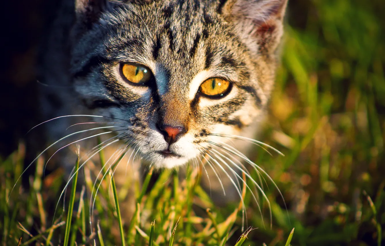 Photo wallpaper animals, eyes, cat, look, photographer ann_ann, SIM