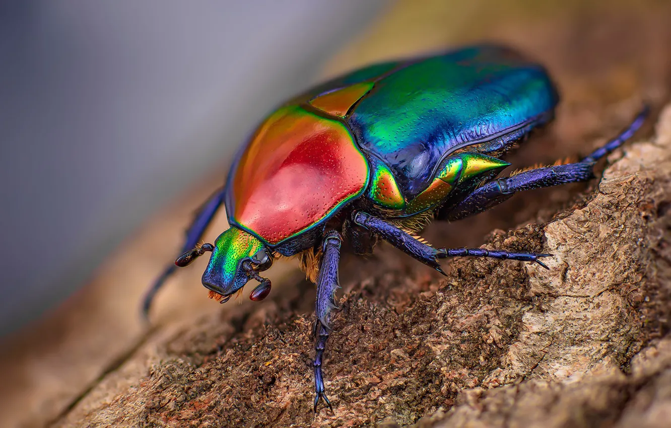 Photo wallpaper macro, bright, beetle, bark, colorful, shiny