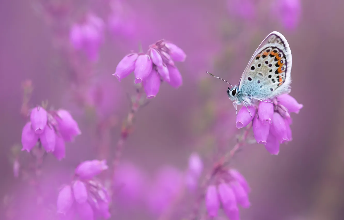 Photo wallpaper macro, flowers, nature, background, pink, butterfly, insect, blurred