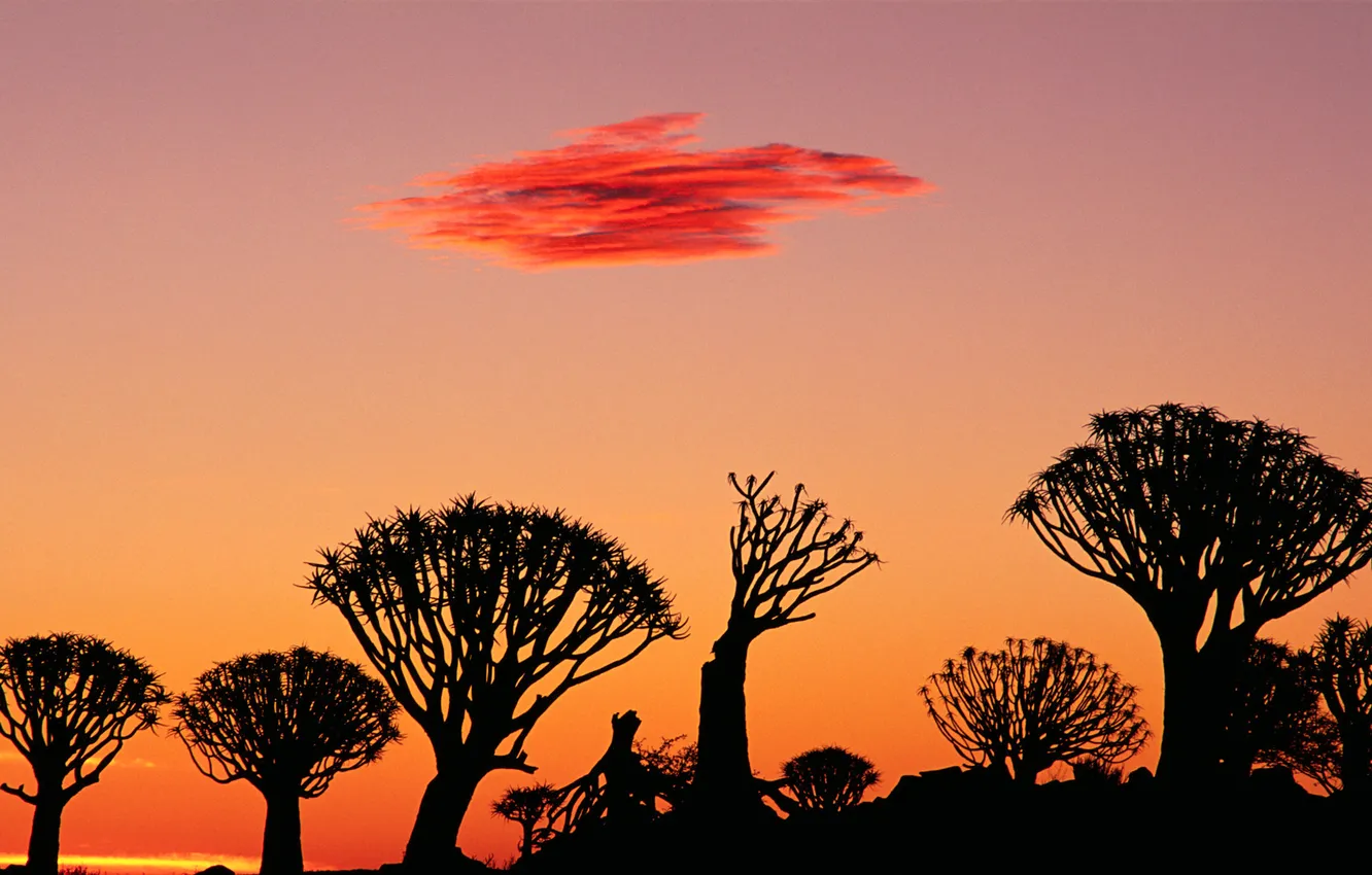 Photo wallpaper the sky, clouds, trees, sunset, silhouette