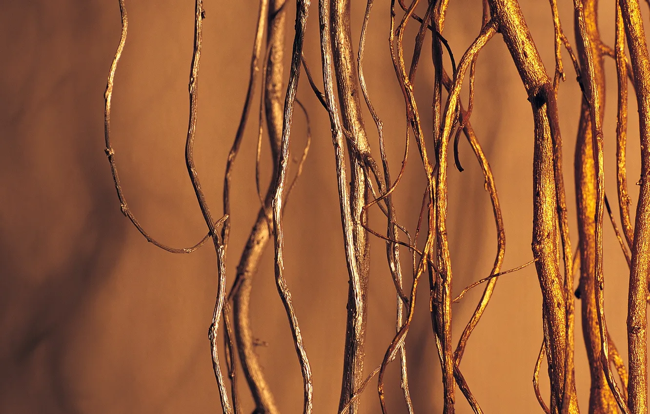 Photo wallpaper nature, brown, roots. tree