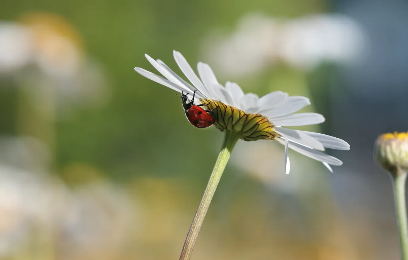 Photo wallpaper flower, summer, macro, background, ladybug, beetle, petals, Daisy