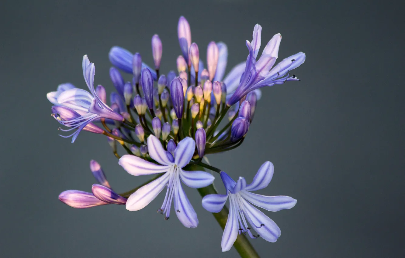 Photo wallpaper flowers, nature, petals