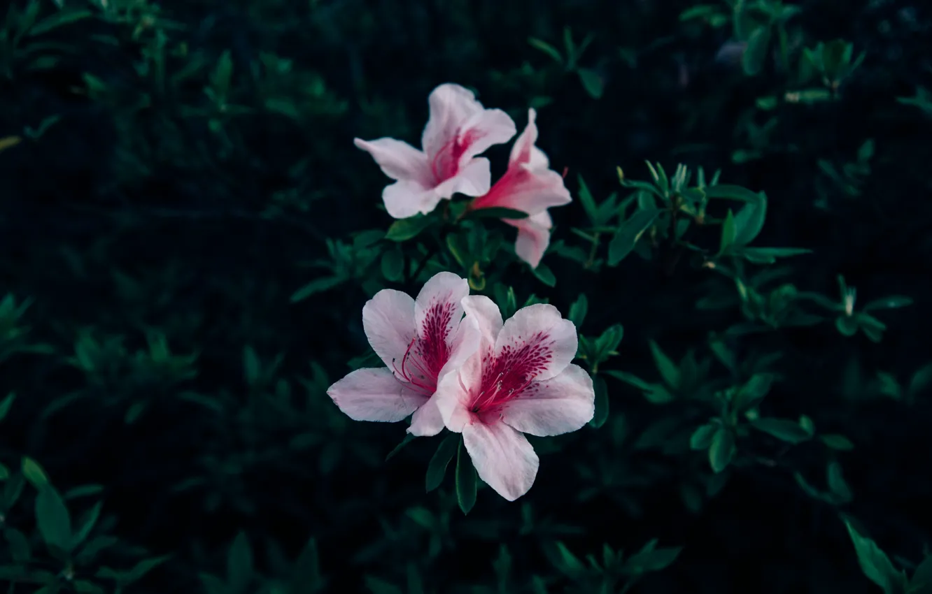 Photo wallpaper flowers, petals, pink