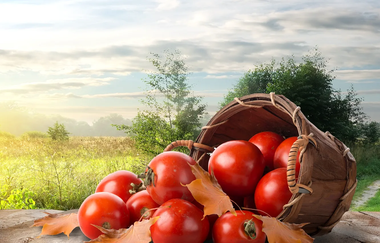 Photo wallpaper grass, leaves, trees, landscape, red, basket, glade, Board
