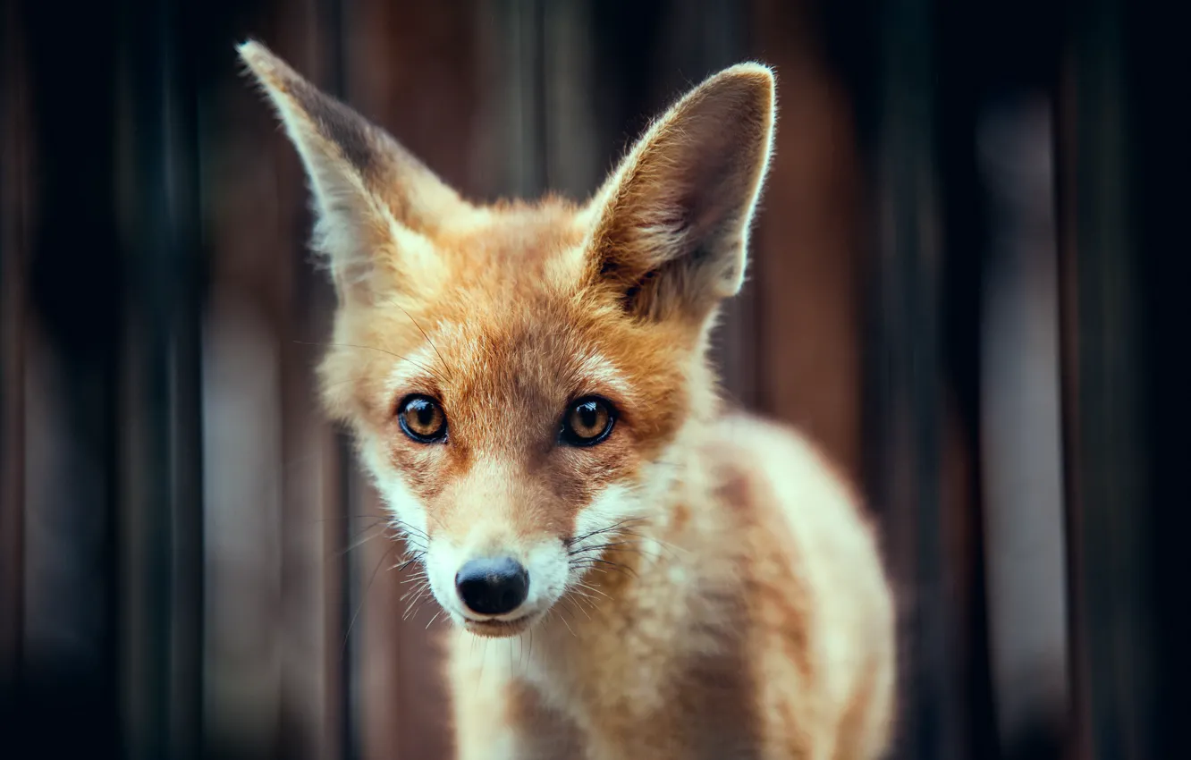 Photo wallpaper animal, red, muzzle, ears, Fox