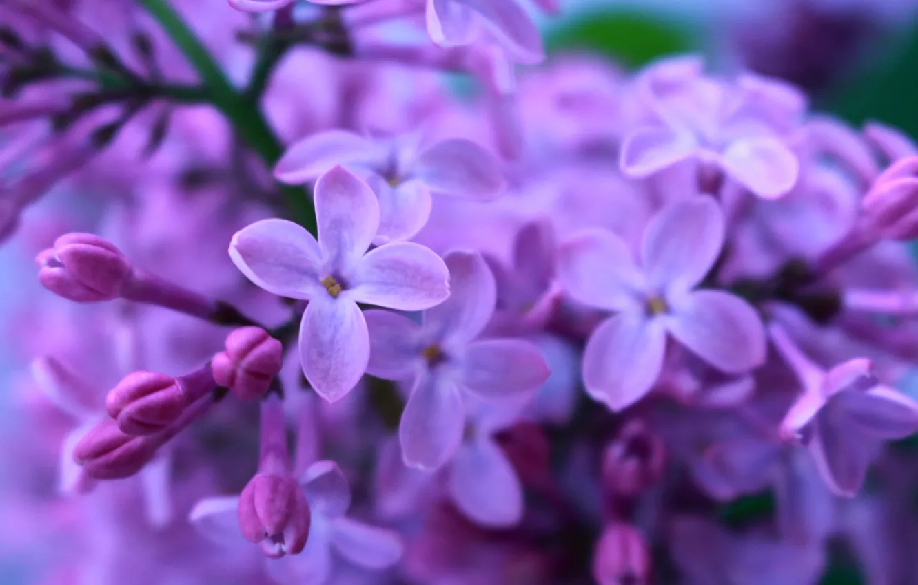 Photo wallpaper lilac, the color purple, macro flowers nature