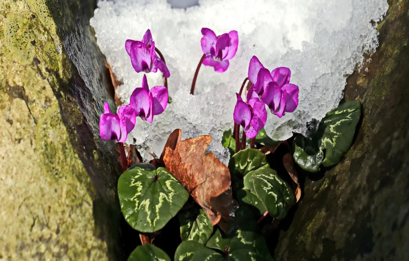 Photo wallpaper snow, primrose, raspberry, cyclamen