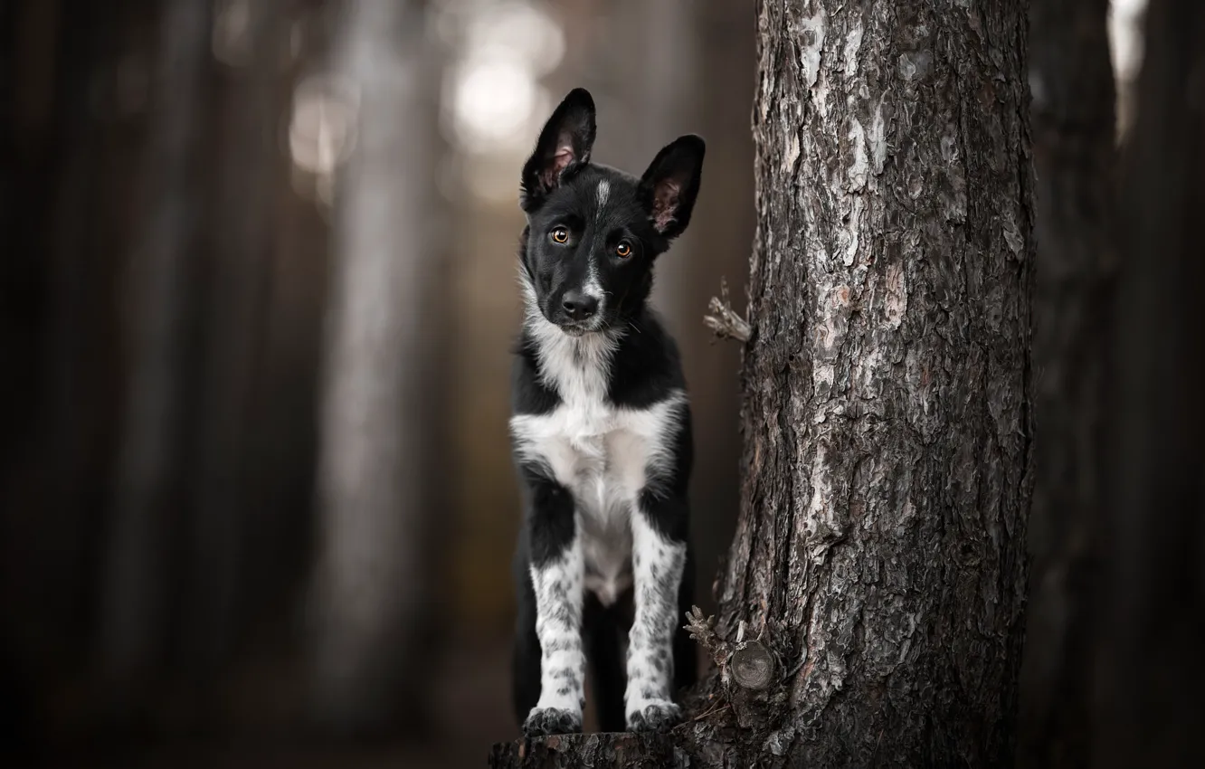 Photo wallpaper forest, look, trees, nature, dog, puppy, trunk, face
