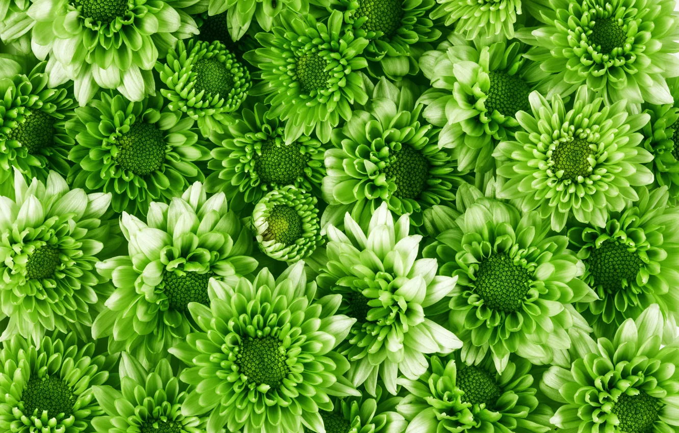 Photo wallpaper green, Flowers, chrysanthemum, a lot