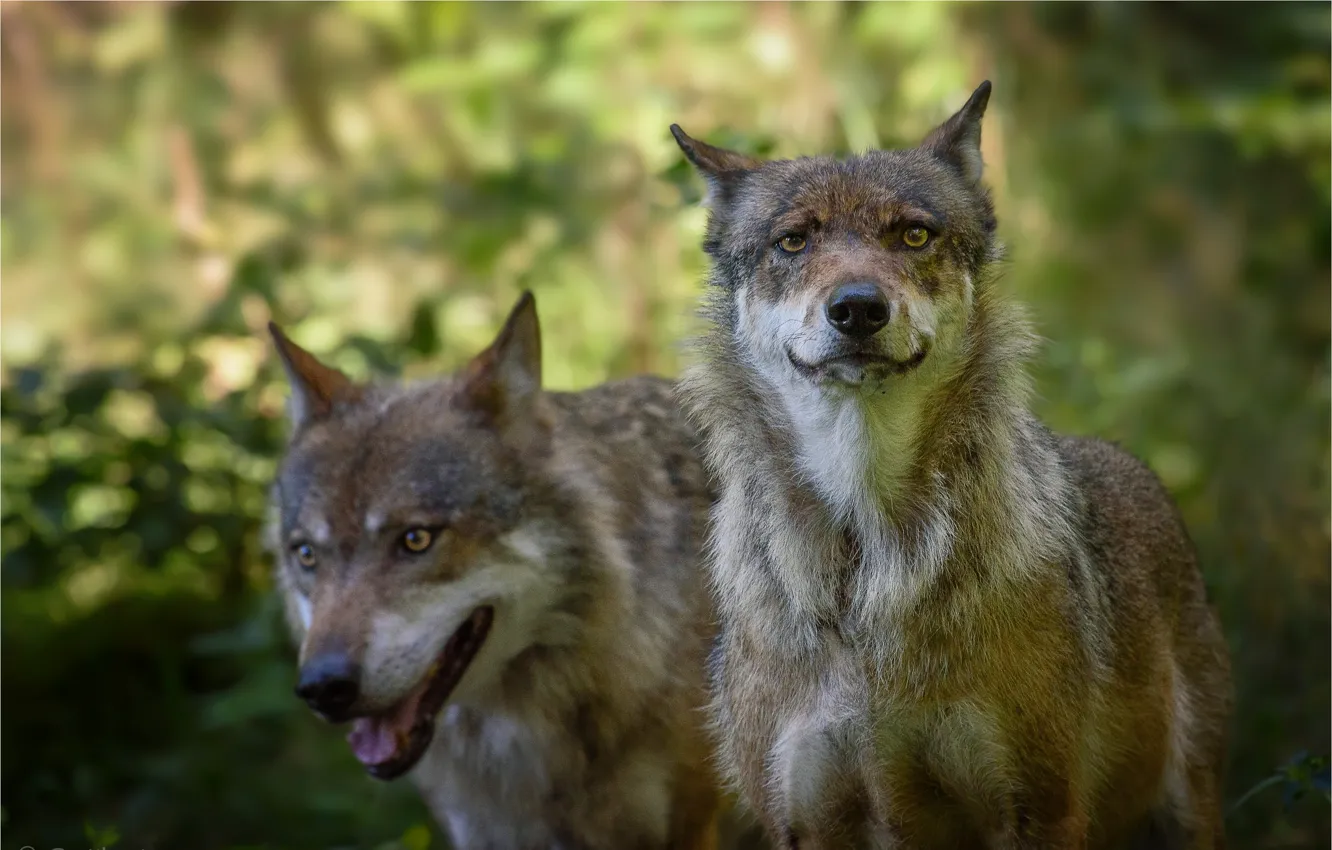 Photo wallpaper animals, pair, wolves