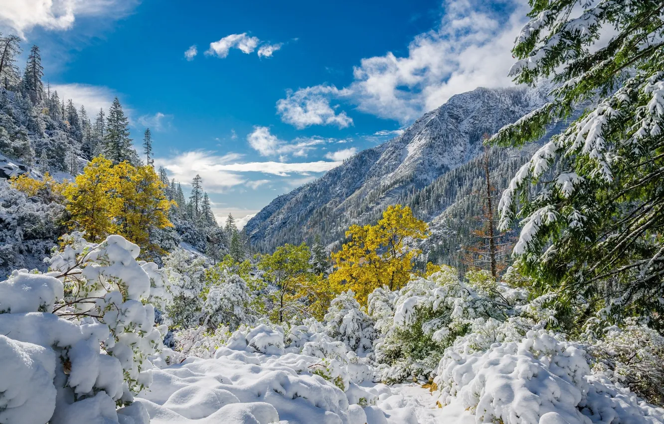 Photo wallpaper the sky, clouds, snow, trees, mountains, foliage, Winter