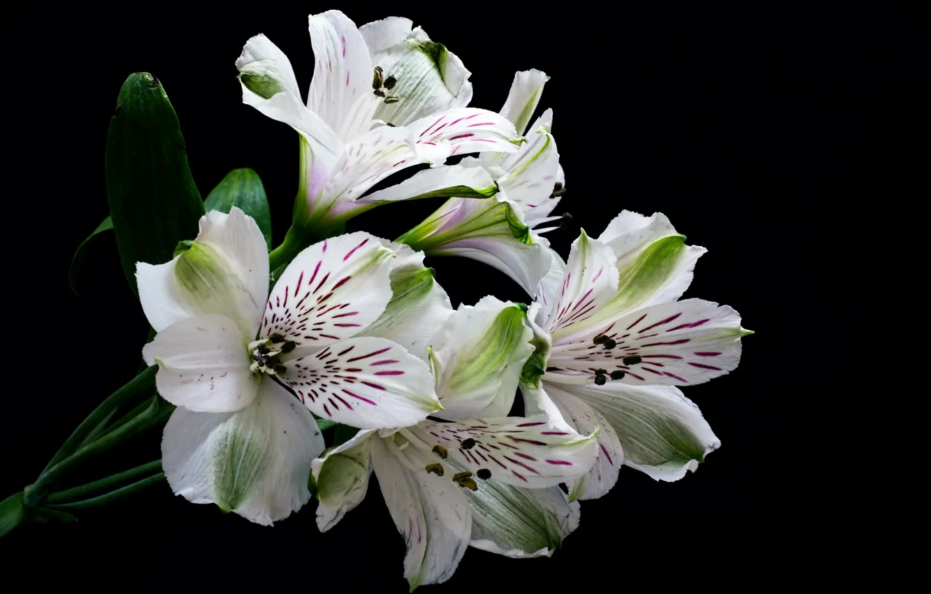 Photo wallpaper flowers, the dark background, alstremeria