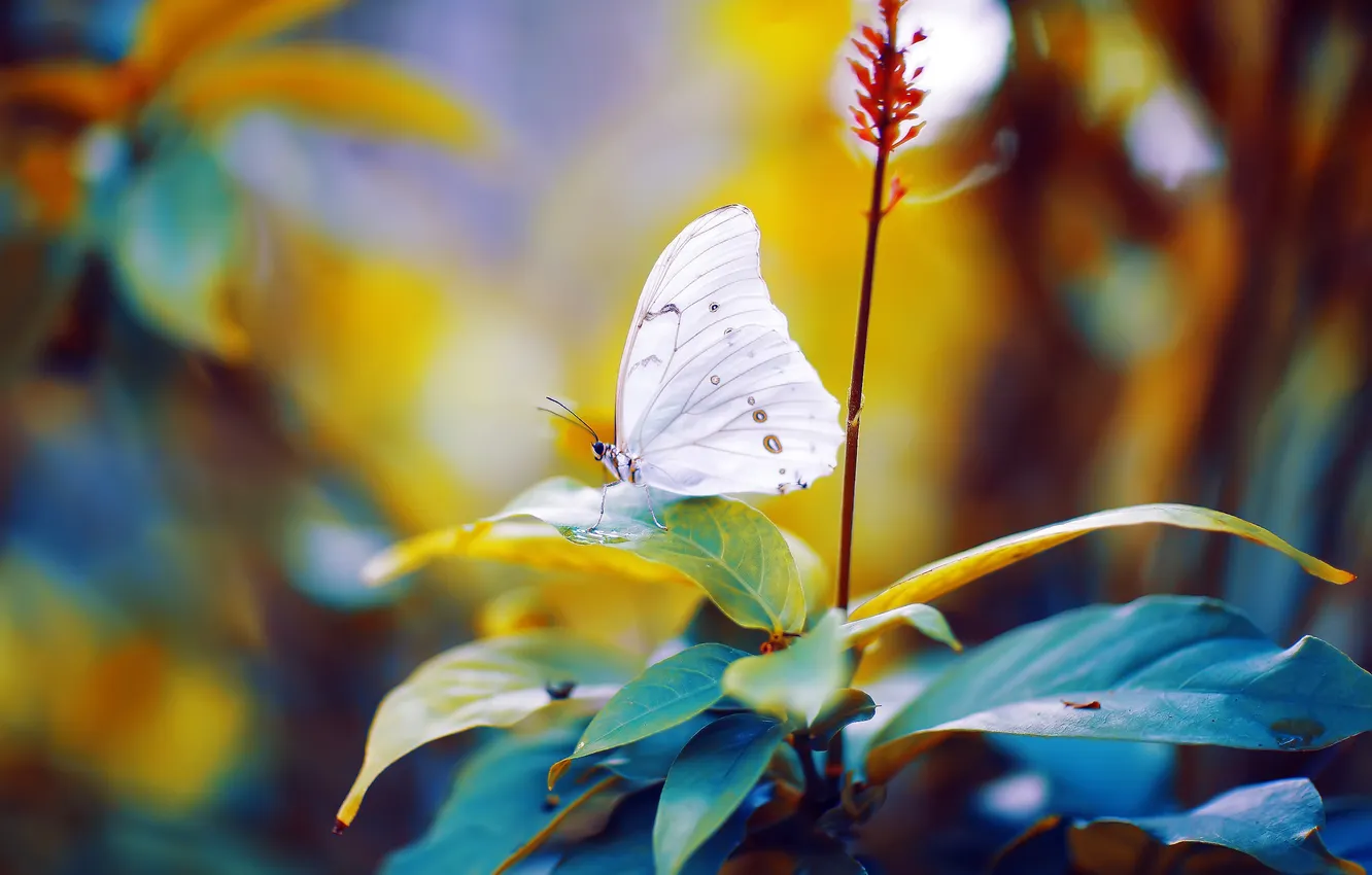 Photo wallpaper leaves, butterfly, bokeh