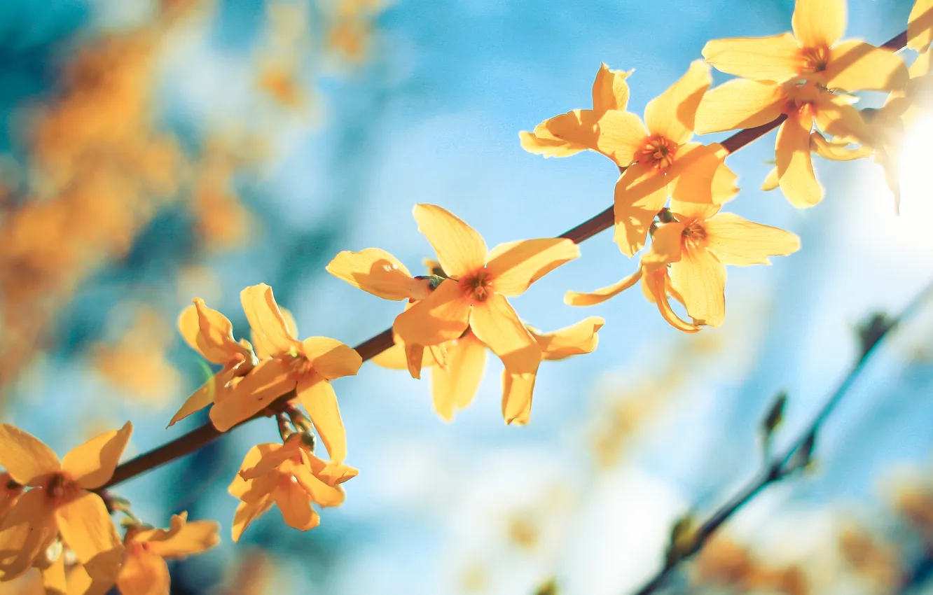 Photo wallpaper light, flowers, branches, yellow, nature, garden