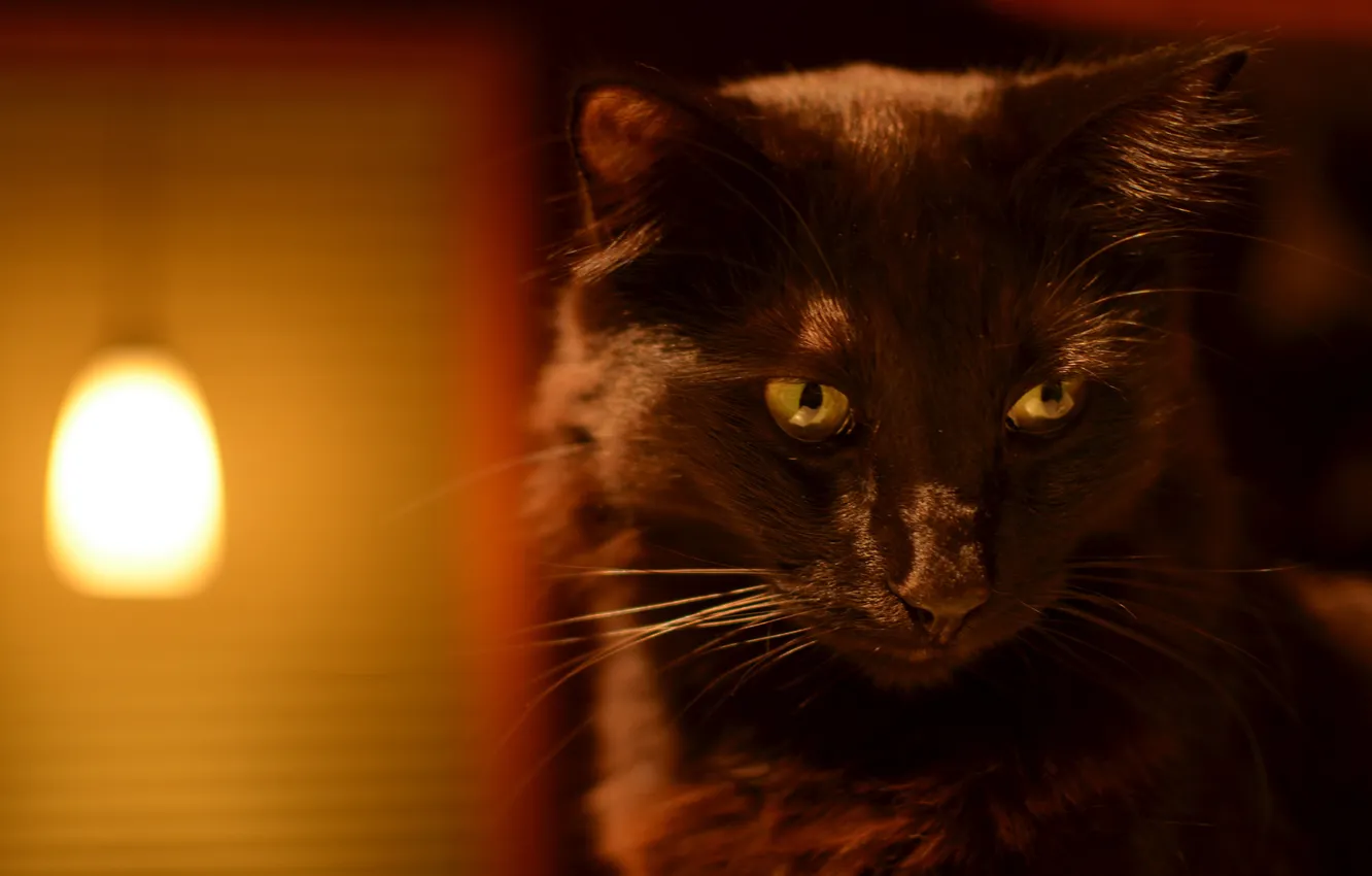 Photo wallpaper eyes, cat, look, background, Koshak