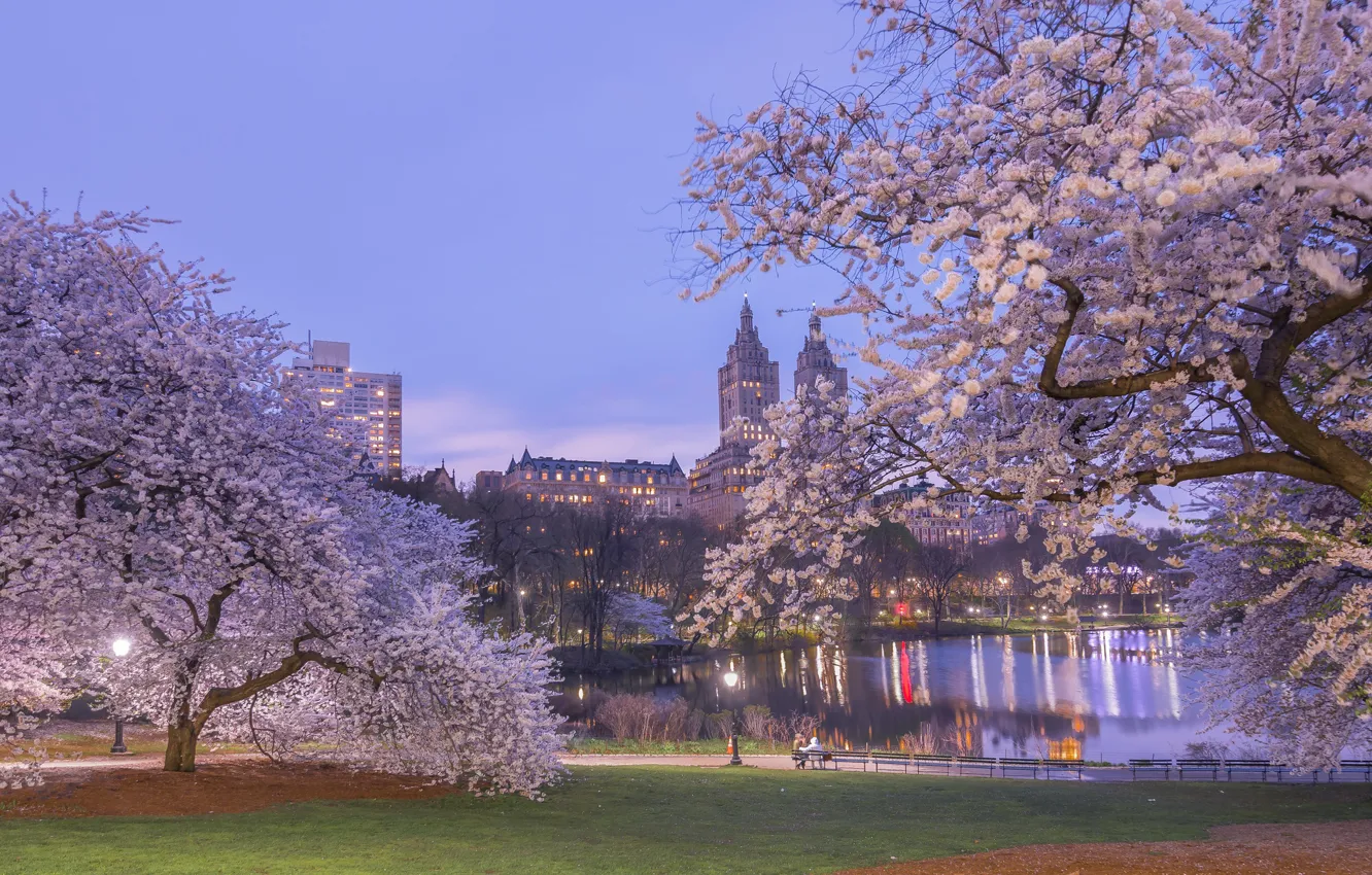 Photo wallpaper trees, cherry, pond, Park, spring, New York, Sakura, flowering
