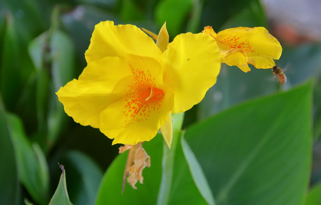 Photo wallpaper yellow, flowers, banana, petals, Honeybee