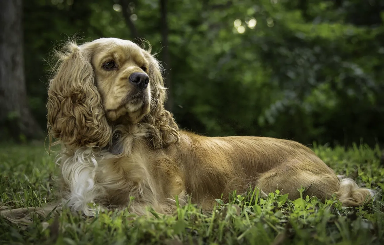 Photo wallpaper dog, posing, Cocker Spaniel