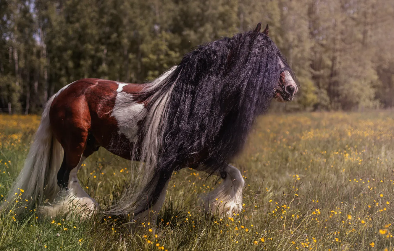 Photo wallpaper summer, trees, flowers, nature, horse, hair, horse, meadow