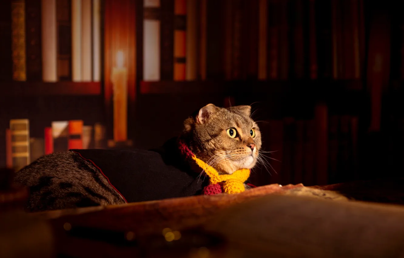 Photo wallpaper cat, cat, look, light, pose, costume, lies, book