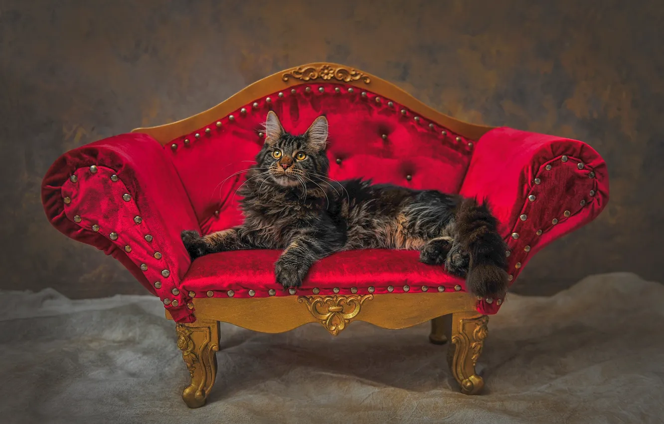 Photo wallpaper cat, cat, sofa