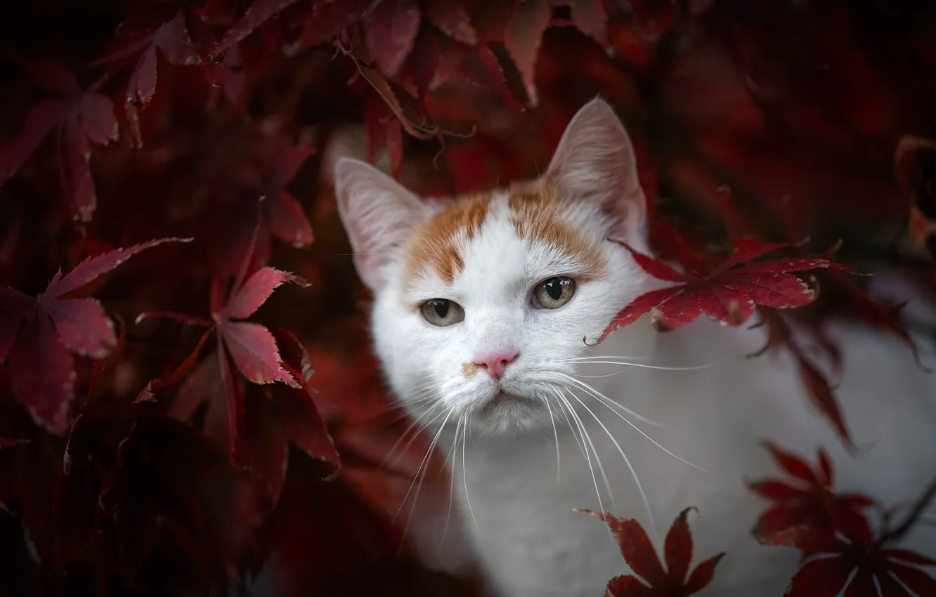 Photo wallpaper autumn, cat, look, leaves, muzzle, cat