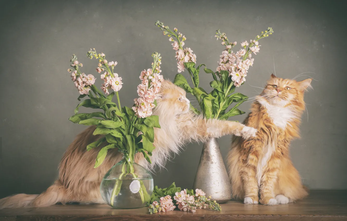 Photo wallpaper cat, cat, flowers, pose