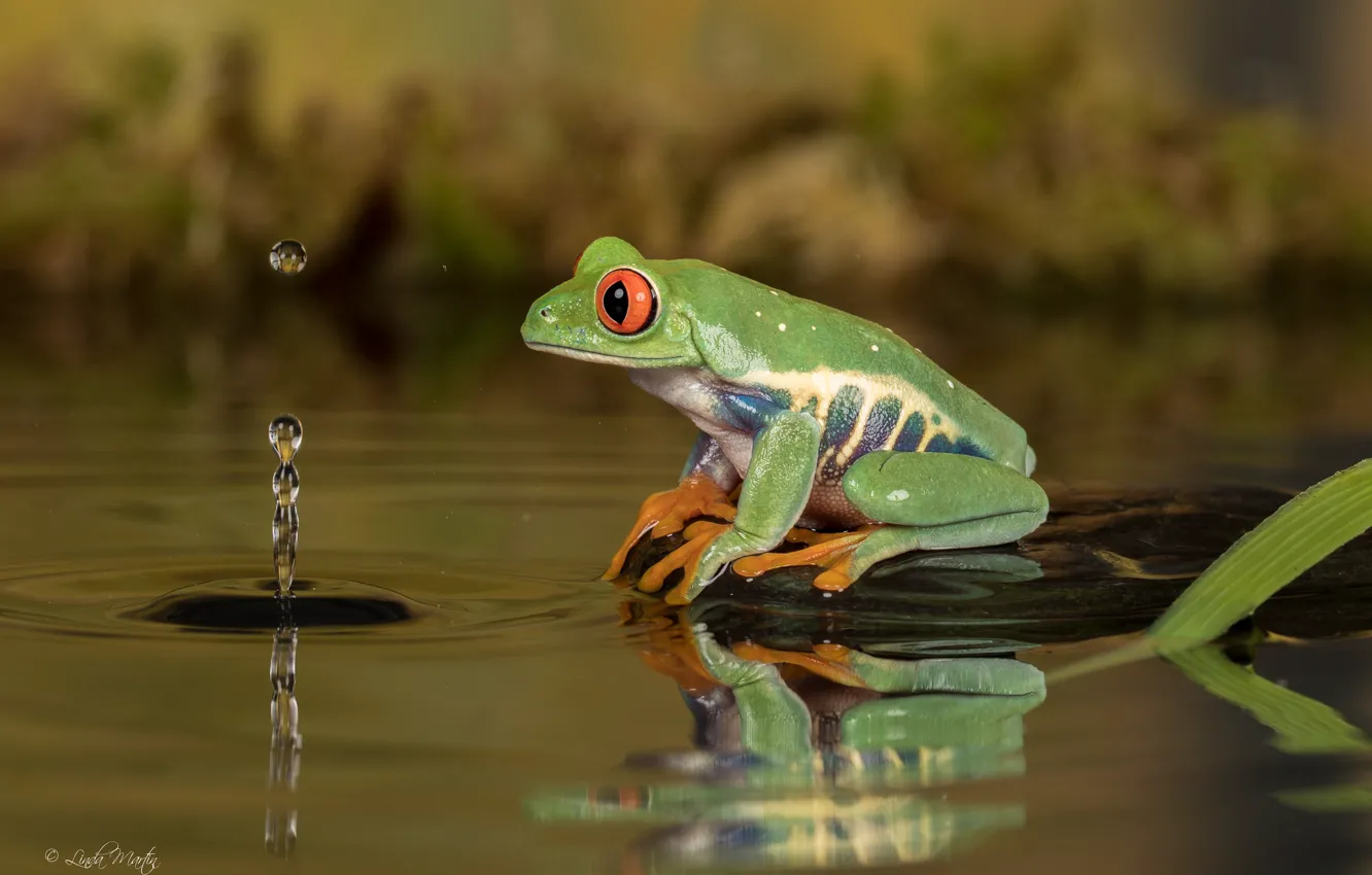 Photo wallpaper water, drops, frog