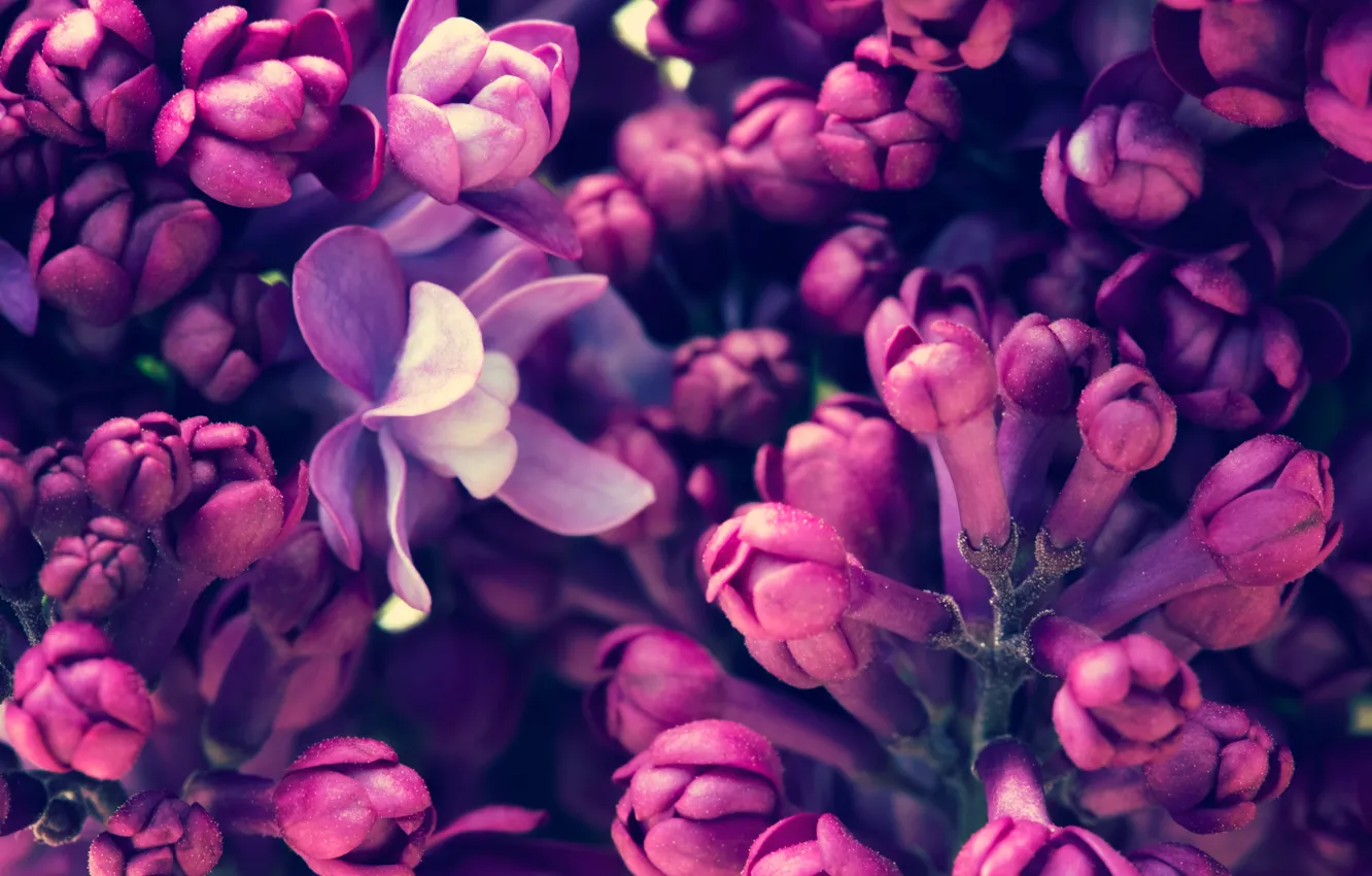Photo wallpaper spring, flowering, blossom, flowers, lilac, spring, purple, lilac
