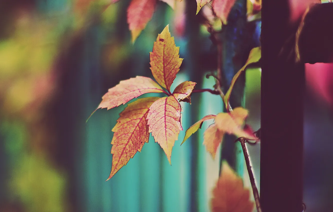 Photo wallpaper autumn, leaves, orange leaves, dry leaves