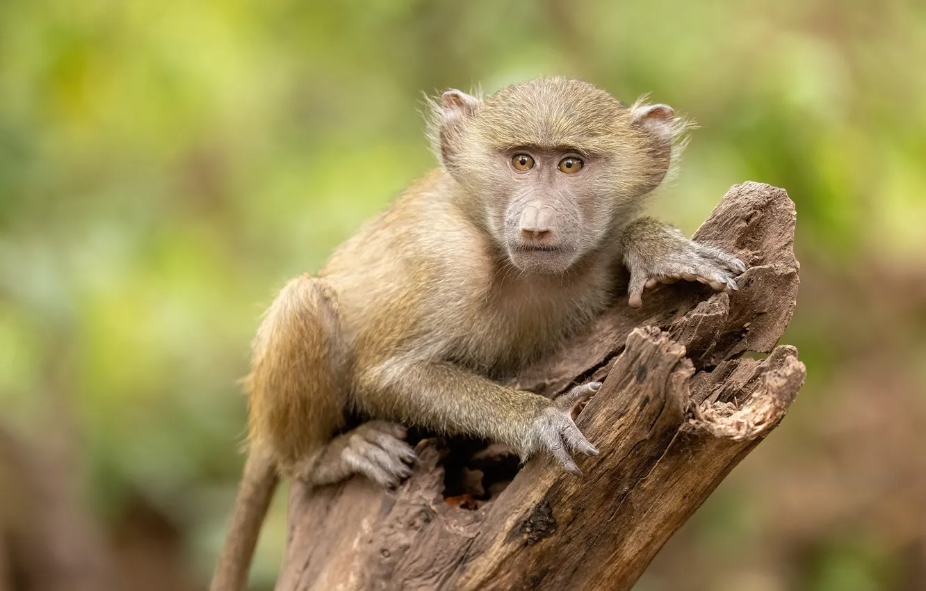 Photo wallpaper pose, stump, baby, monkey, cub, face, monkey, Baboon