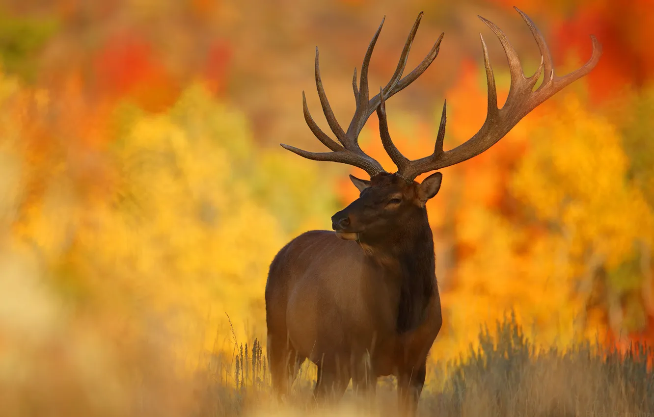 Photo wallpaper autumn, face, light, yellow, background, foliage, deer, horns