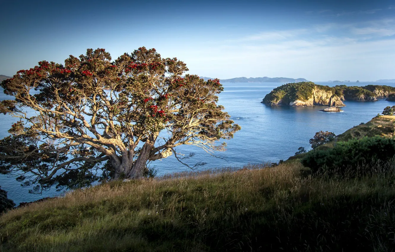 Photo wallpaper sea, tree, island