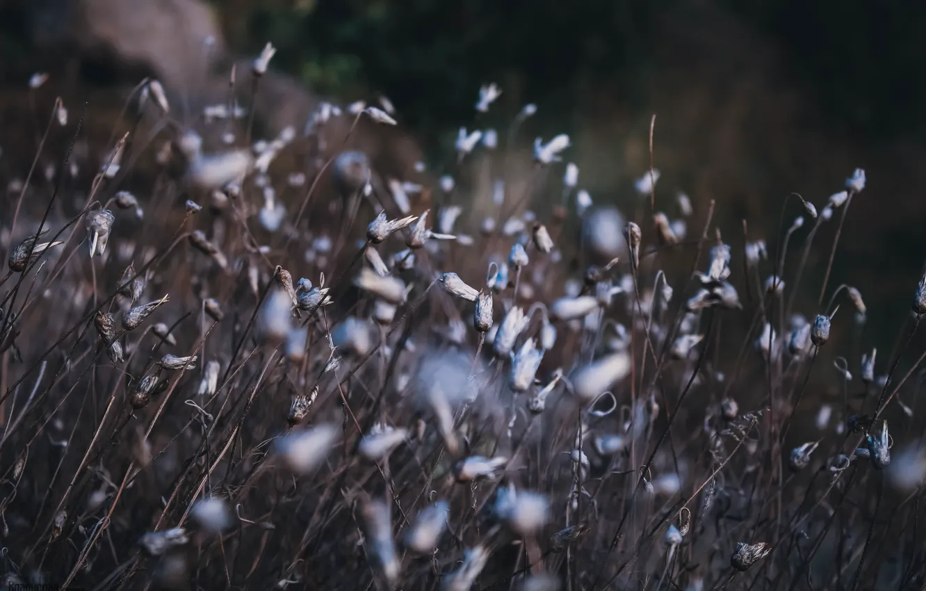 Photo wallpaper autumn, nature, Southern Bug