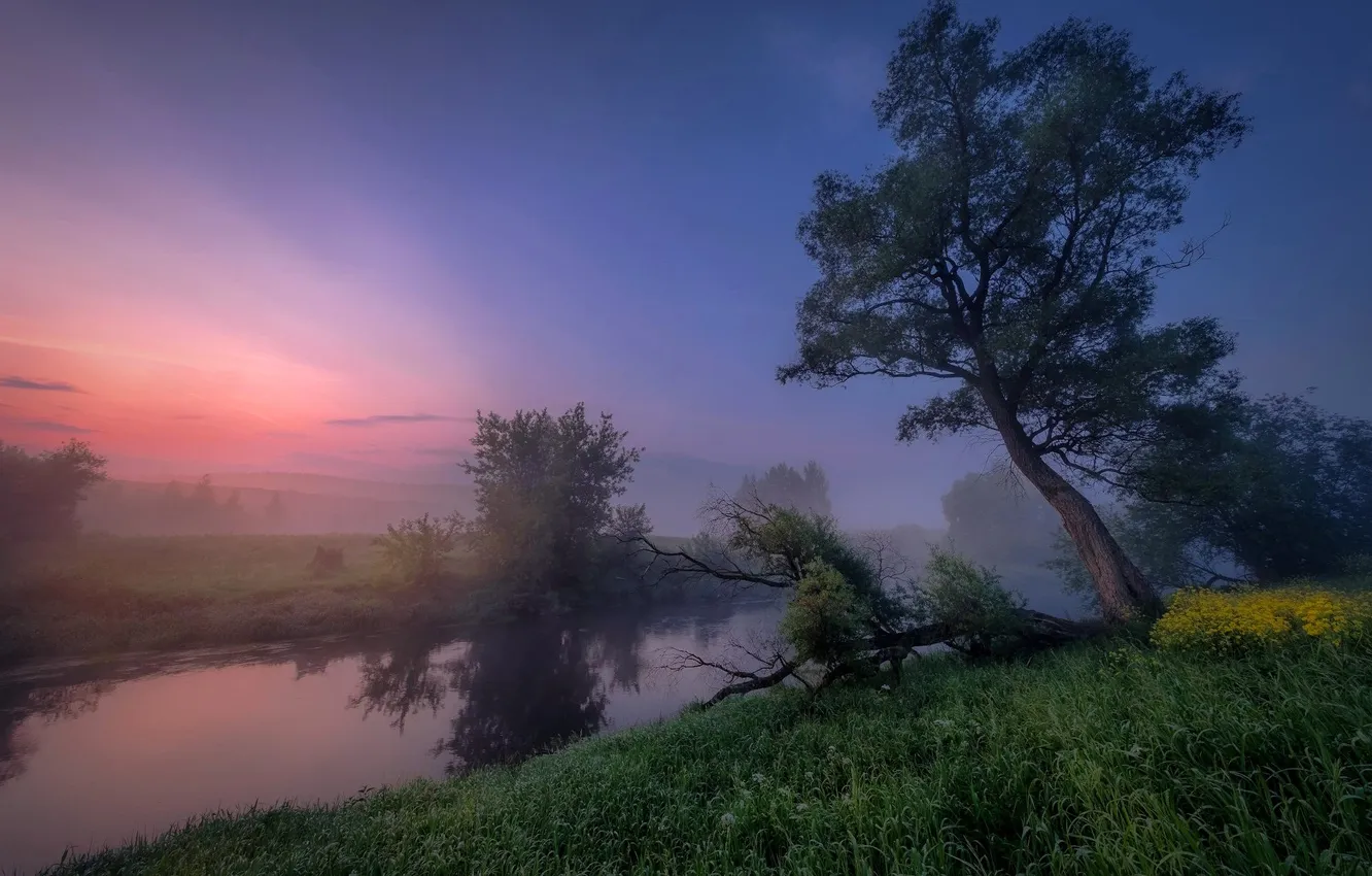 Photo wallpaper forest, the sky, grass, clouds, trees, landscape, sunset, nature