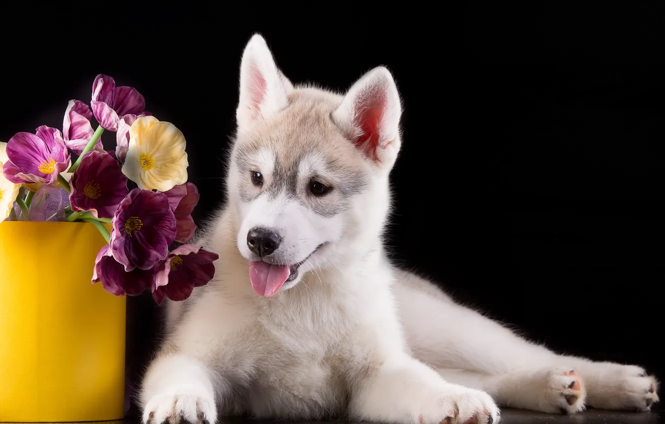 Photo wallpaper flowers, puppy, husky