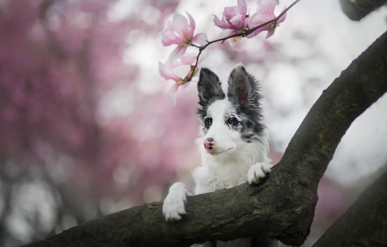 Photo wallpaper look, face, flowers, branches, nature, tree, portrait, dog